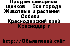 Продам шикарных щенков  - Все города Животные и растения » Собаки   . Краснодарский край,Краснодар г.